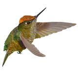 COLIBRÍ