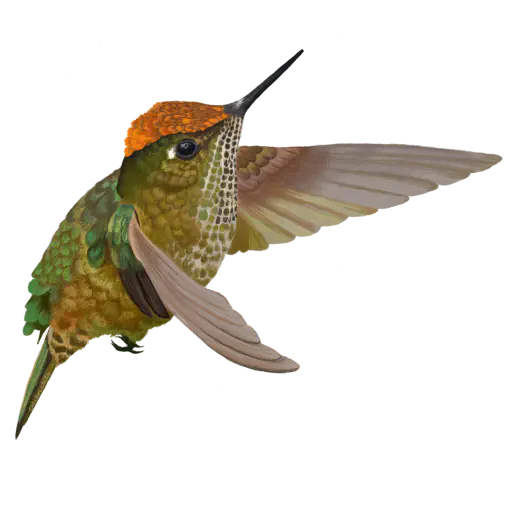 Ilustración de COLIBRÍ