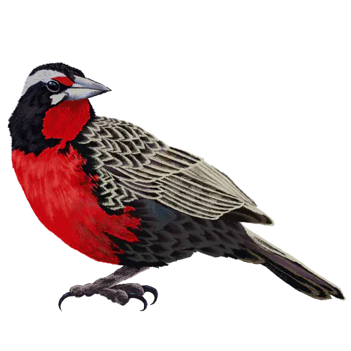 Ilustración de LOICA